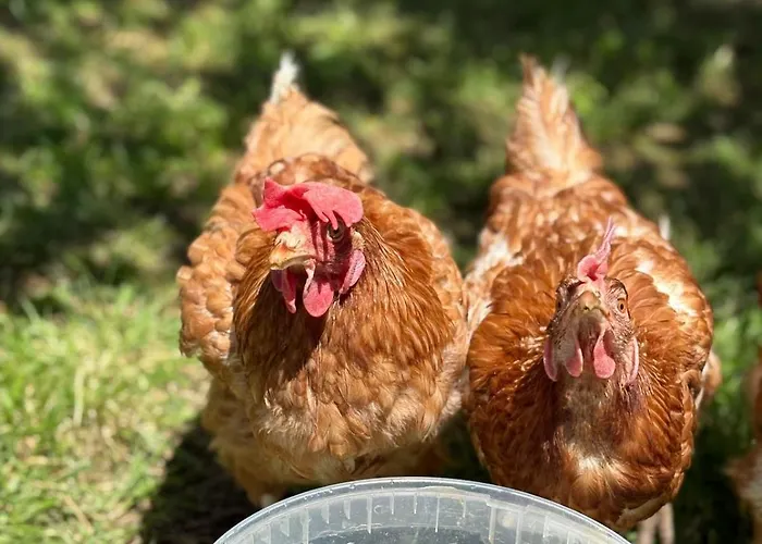 Appartement Retreat In The Gers With Pool, Bikes And Starry Skies *